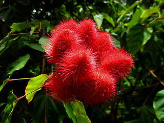 Image showing Annatto Tree