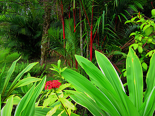 Image showing Tropical Vegetation