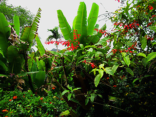 Image showing Wild Poinsettia Among Tropical Foliage