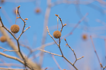 Image showing  Tree Fruits Platanus Planetree against the sky