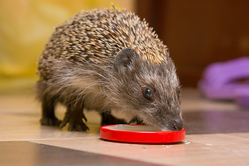 Image showing Hedgehog drinking milk with caps at home