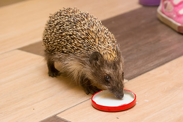 Image showing Hedgehog in the hallway drinking milk caps