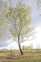 Image showing lone birch tree