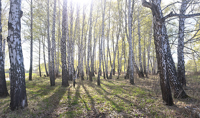 Image showing spring birch forest