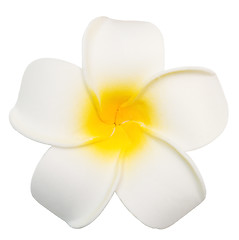 Image showing white frangipani flower