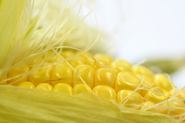 Image showing Detail shot of fresh corn on cob