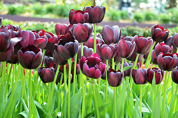 Image showing Beautiful of tulips