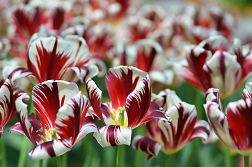 Image showing Beautiful of tulips