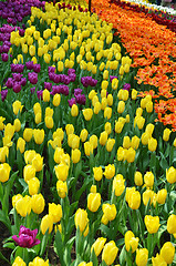 Image showing Beautiful of tulips