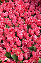 Image showing Beautiful of tulips