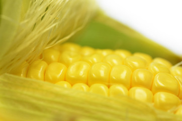 Image showing Detail shot of fresh corn on cob