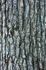 Image showing Tree bark