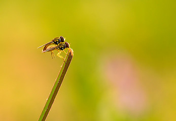 Image showing Robberfly