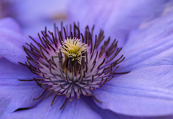 Image showing Clematis