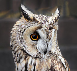 Image showing Small Boreal Owl