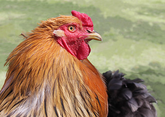 Image showing Red Rooster Portrait