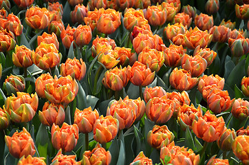 Image showing Beautiful of tulips