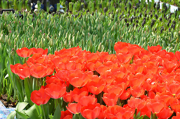 Image showing Beautiful close up of tulips in Gardens by the Bay in Singapore