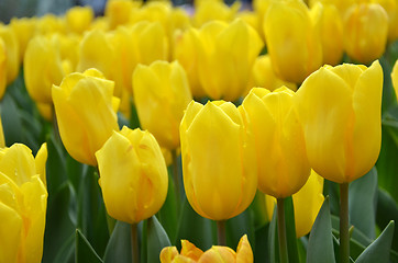 Image showing Beautiful of tulips