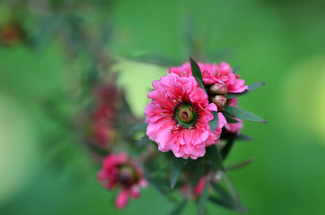 Image showing Manuka myrtle\'s white-pink flower blooming  