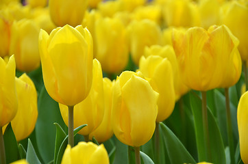 Image showing Beautiful of tulips