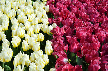 Image showing Beautiful of tulips