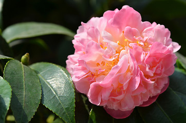 Image showing Pink camelia flower