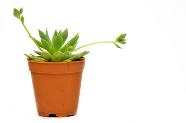 Image showing Succulent isolate on white background