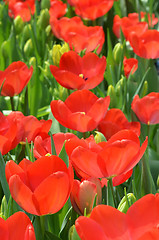 Image showing Tulips in spring