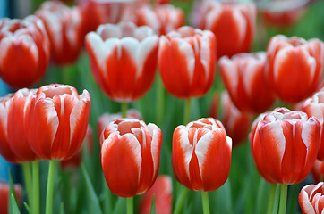 Image showing Beautiful of tulips