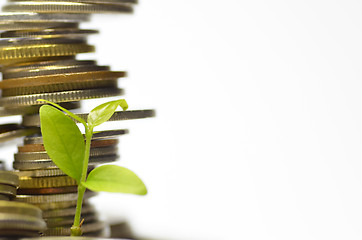 Image showing Plant and lot of coins