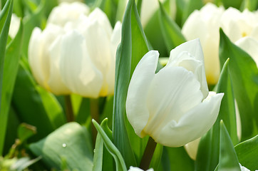 Image showing Tulips in spring