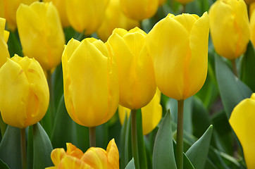 Image showing Beautiful of tulips