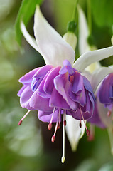 Image showing Ballerina Flowers in the Gardens by the Bay