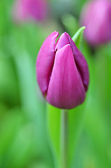 Image showing Beautiful of tulips