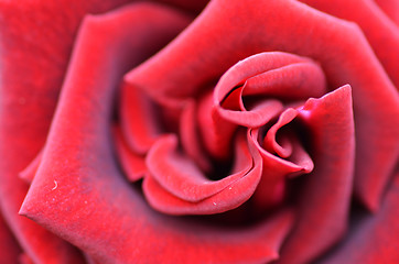 Image showing Macro Shot of a Red Rose