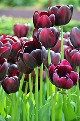 Image showing Beautiful of tulips