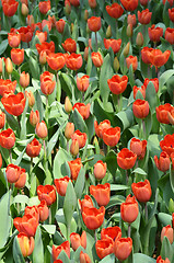 Image showing Beautiful close up of tulips in Gardens by the Bay in Singapore