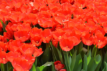 Image showing Beautiful close up of tulips in Gardens by the Bay in Singapore