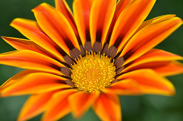 Image showing Beautiful flower in a meadow