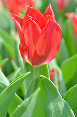 Image showing Tulips in spring