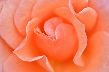 Image showing Macro Shot of a pink Rose