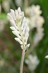 Image showing Closeup of kangaroo paw plant