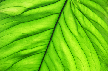 Image showing Tree green leaf close up