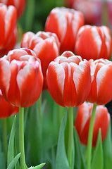 Image showing Beautiful of tulips