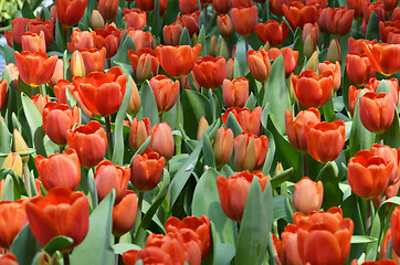 Image showing Tulips in spring