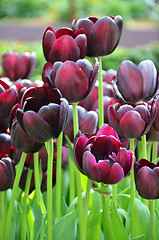 Image showing Beautiful of tulips