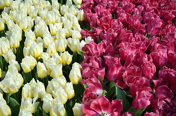 Image showing Beautiful of tulips