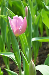 Image showing Beautiful close up of tulips in Gardens by the Bay in Singapore