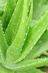 Image showing Aloe vera plate